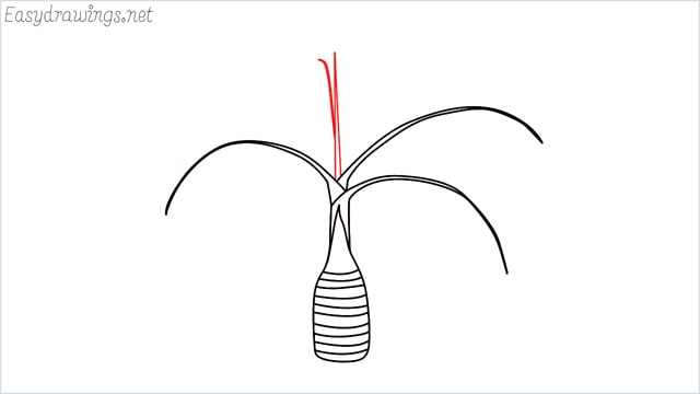 how to draw a Areca tree step (5)