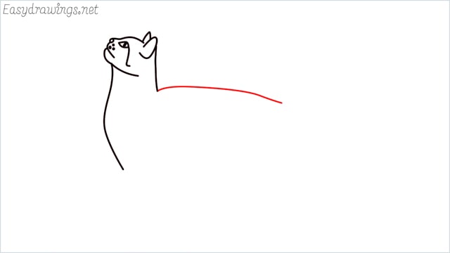 how to draw a cat step (8)