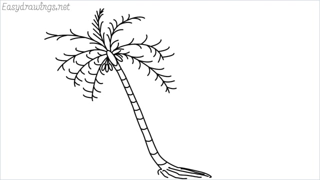 How to draw a coconut tree step by step for beginners