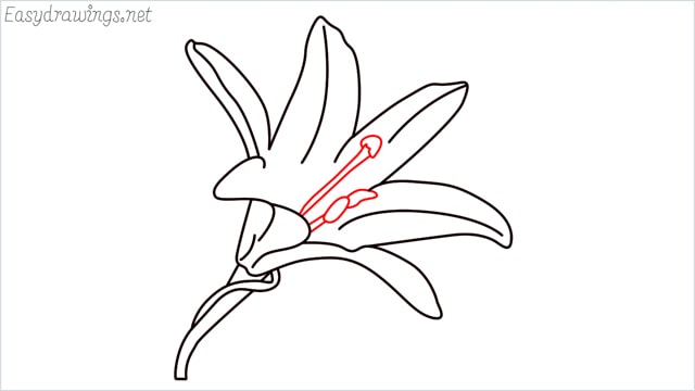 how to draw a lily step (10)