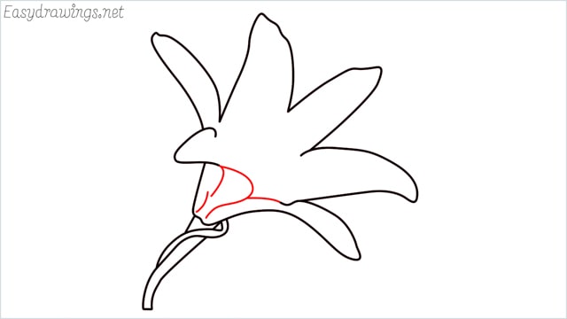 how to draw a lily step (8)