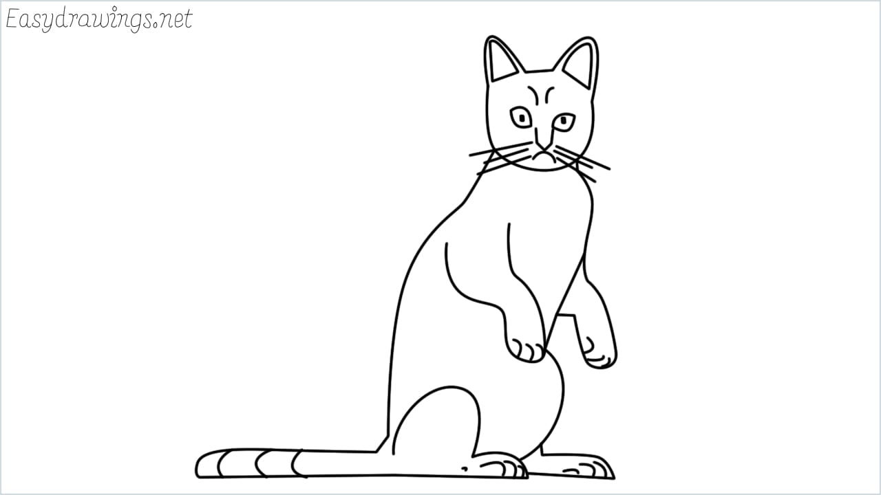 How to Draw a Cat Step by Step From Front View  EasyDrawingTips