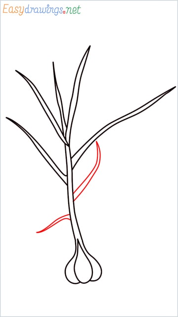 how to draw a garlic plant step (8)