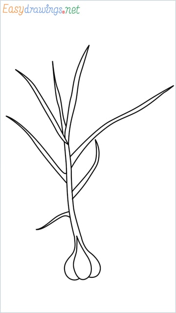 how to draw a garlic plant step by step for beginners