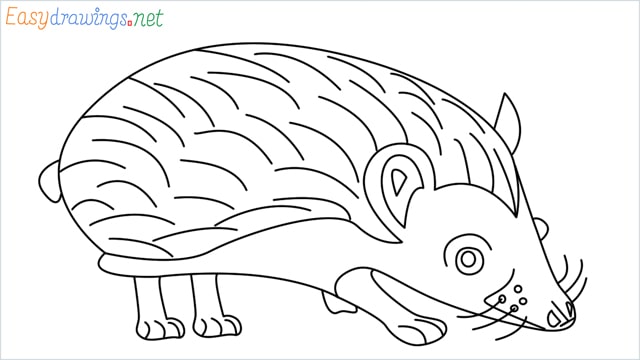 how to draw a hedgehog step by step for beginners