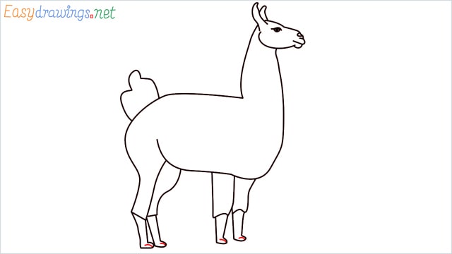 How to draw a Llama step (11)