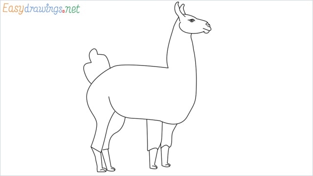 How to draw a Llama step by step