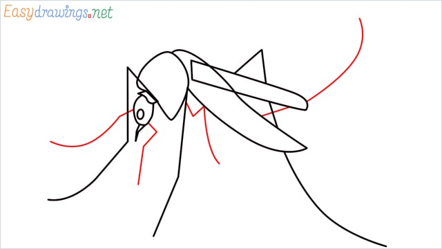 How to draw a Mosquito step (7)