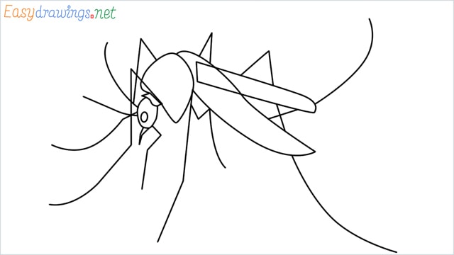 How to draw a Mosquito step by step