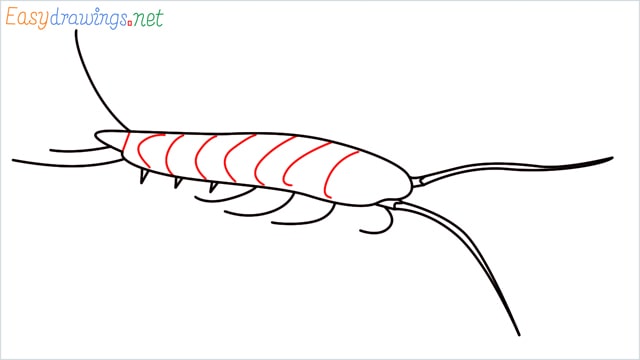 How to draw a Silverfish step (5)