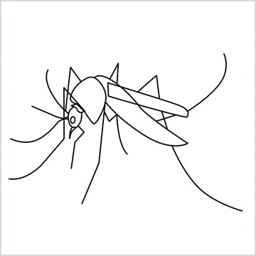 Mosquito drawing