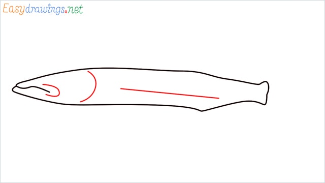 how to draw a baracuda fish step (3)