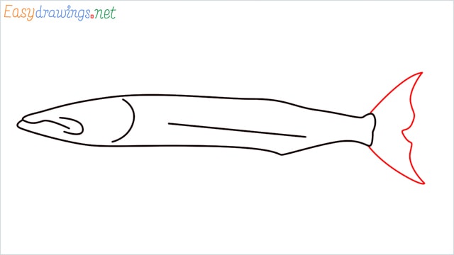 how to draw a baracuda fish step (4)
