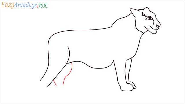 How to draw a Tiger step (10)