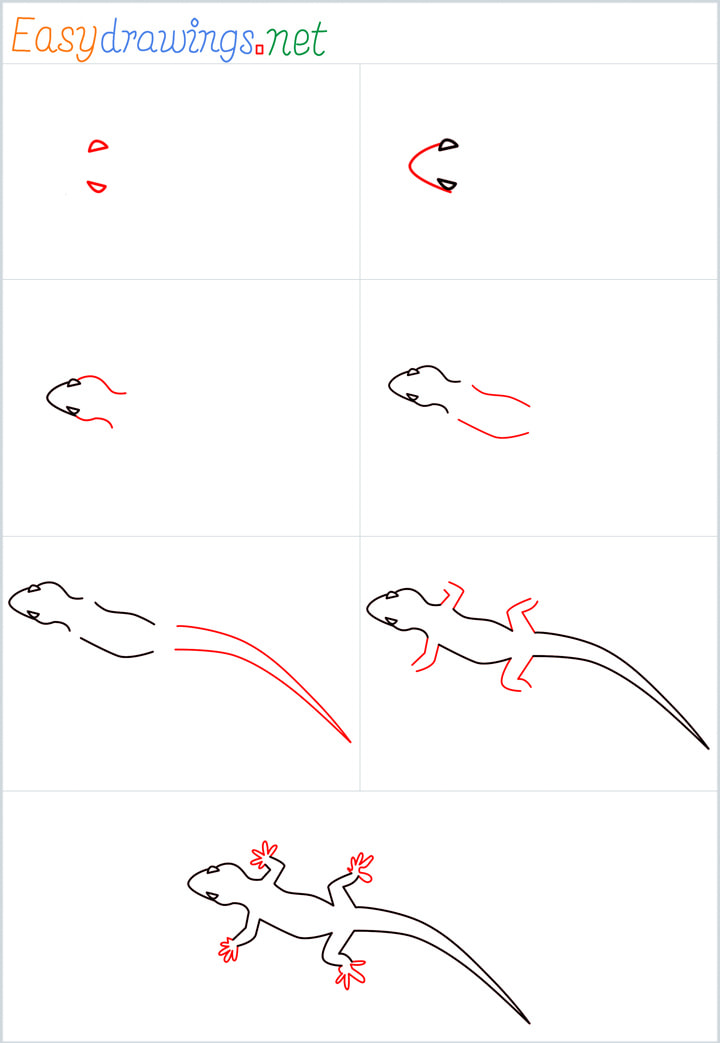 Step by Step Instructions for Lizard drawing