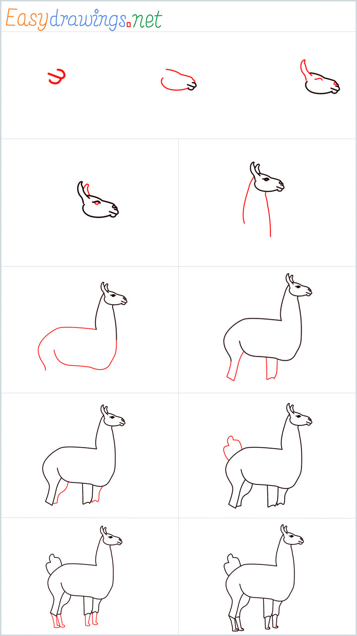 Step by Step Instructions for Llama drawing
