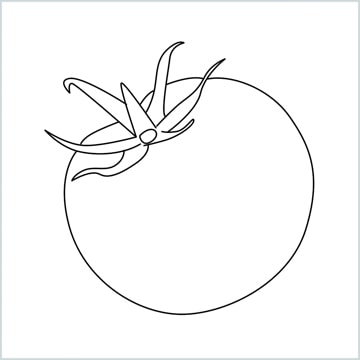 tomato drawing