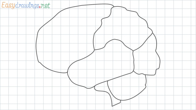Brain grid line drawing