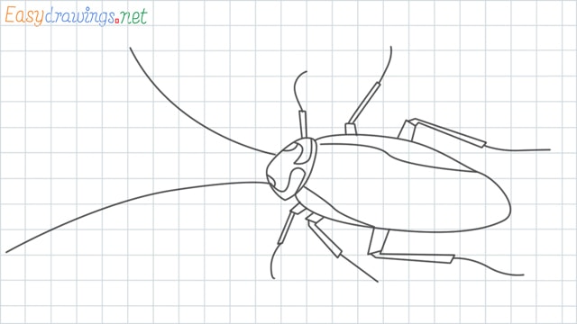 Cockroach grid line drawing