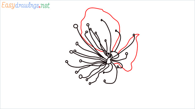 How to draw a Cherry Blossom Flower step (4)