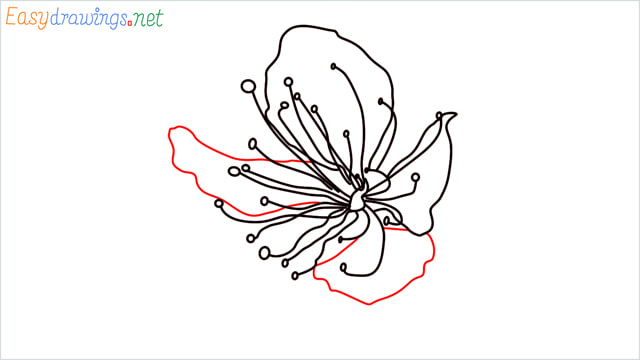 How to draw a Cherry Blossom Flower step (5)