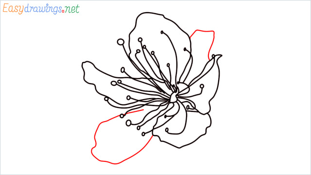 How To Draw A Cherry Blossom Step By Step 7 Easy Phase