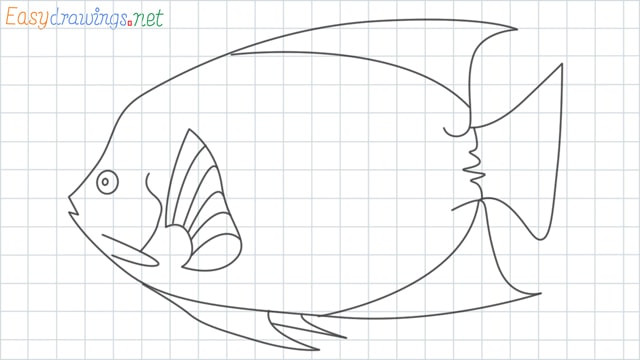 King Angelfish grid line drawing