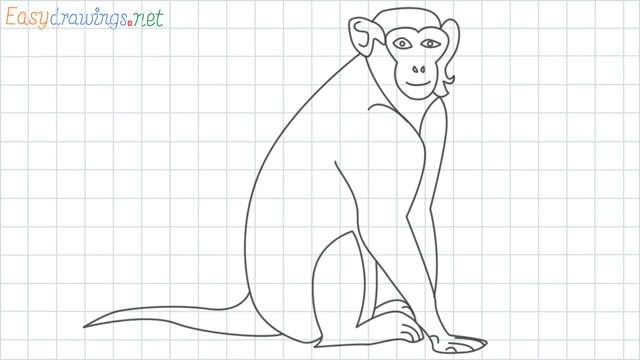 Monkey grid line drawing