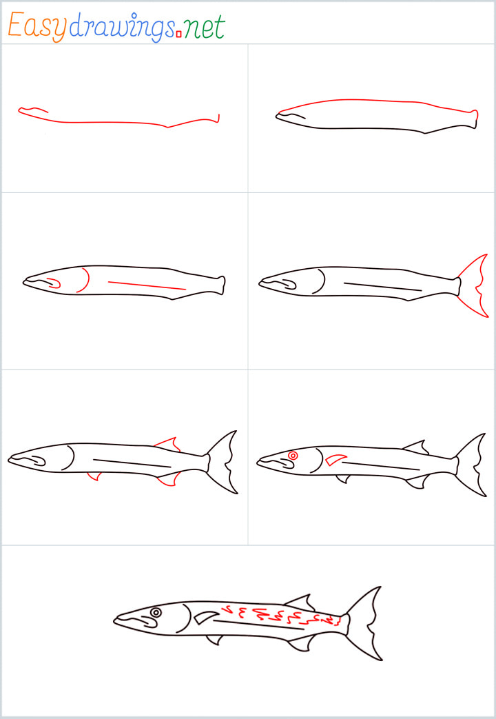 Overview added for Baracuda fish drawing