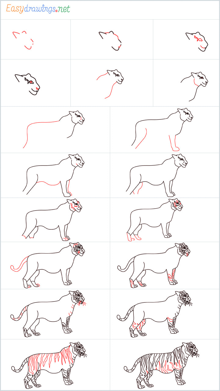 How to Draw a Tiger step by step [18 Easy Phase]