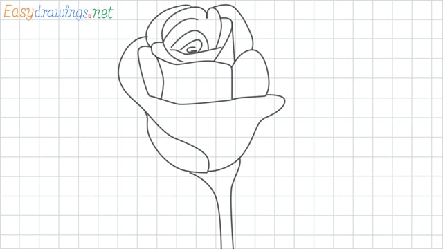 Rose grid line drawing