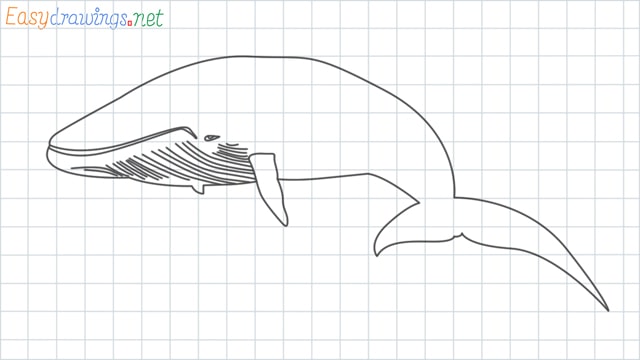 Whale grid line drawing