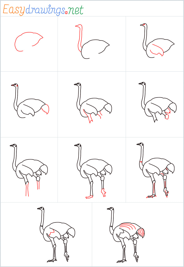 Educational game connect dots to draw ostrich bird