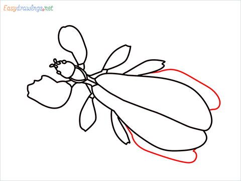 how to draw a leaf insect step (10)