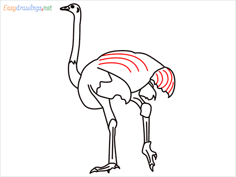 how to draw a ostrich step (11)