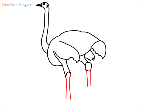 how to draw a ostrich step (7)