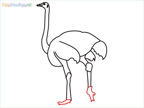 how to draw a ostrich step (8)