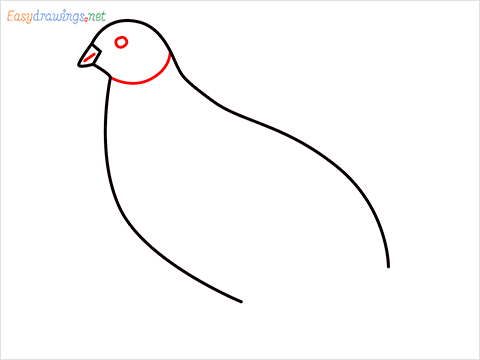 how to draw a quail step (4)