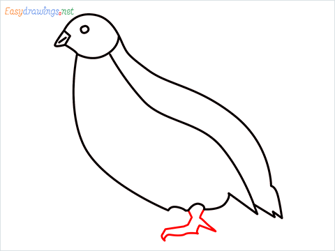 how to draw a quail step (7)