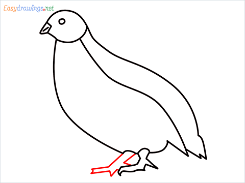 how to draw a quail step (8)