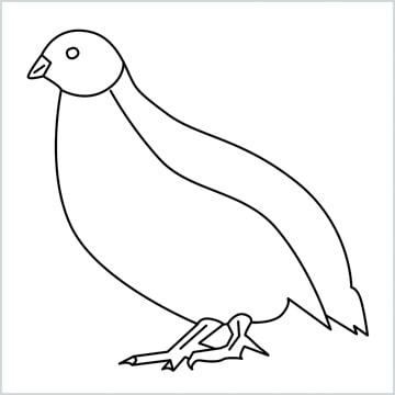 quail COLORING PAGE