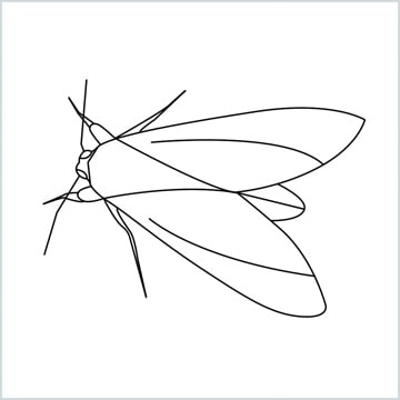 draw a Moth