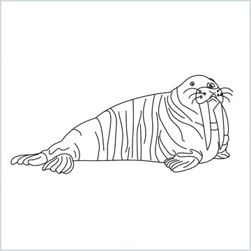 draw a sea lion