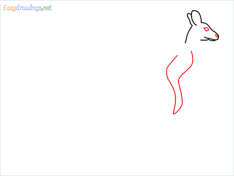 how to draw a Kangaroo Step (3)