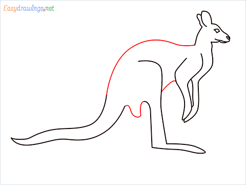 how to draw a Kangaroo Step (7)
