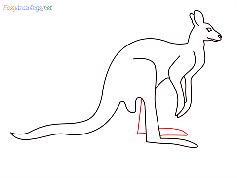 how to draw a Kangaroo Step (8)