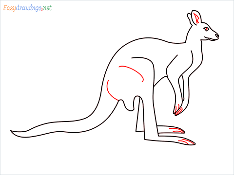 how to draw a Kangaroo Step (9)