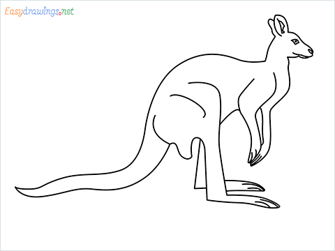 how to draw a Kangaroo Step by Step for Beginners