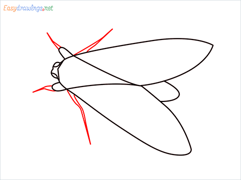 how to draw a Moth Step (6)