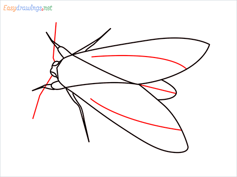 how to draw a Moth Step (7)